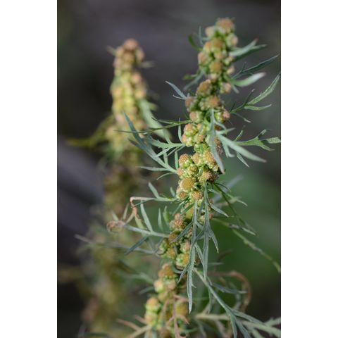 Artemisia biennis