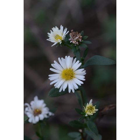 Symphyotrichum lanceolatum