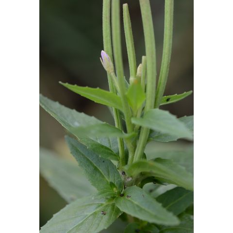 Epilobium ciliatum