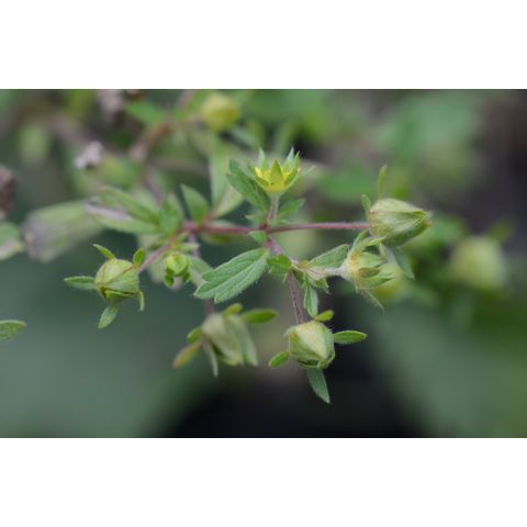 Potentilla norvegica