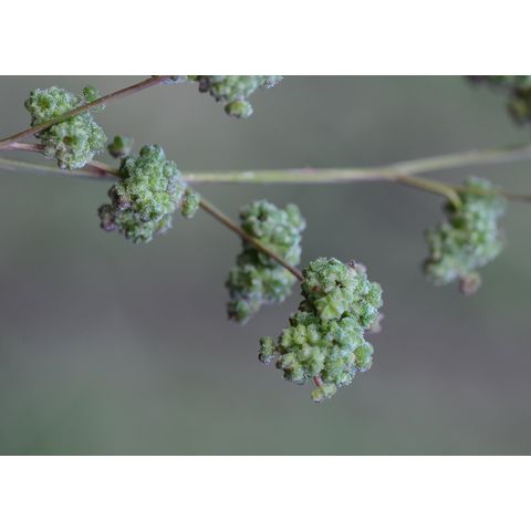 Chenopodium capitatum