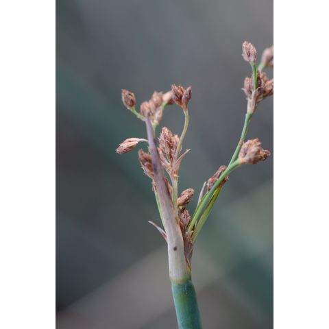 Schoenoplectus tabernaemontani