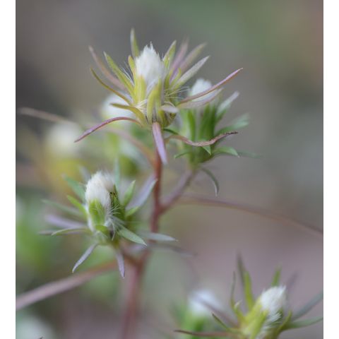 Symphyotrichum ciliatum