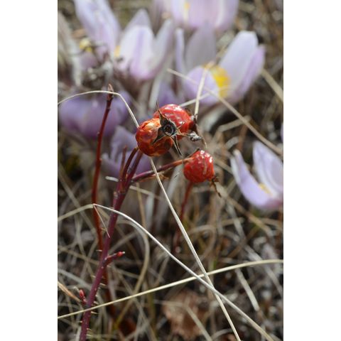 Rosa arkansana