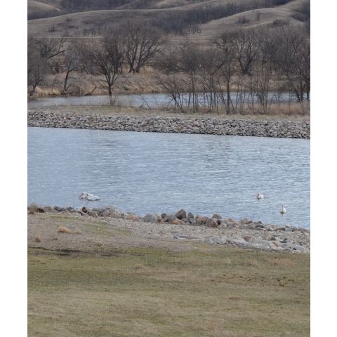 Pelecanus erythrorhynchos