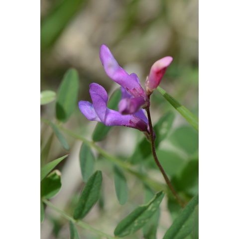 Lathyrus venosus