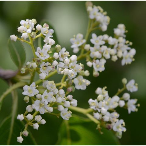 Viburnum lentago