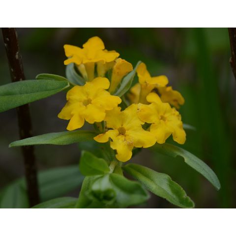 Lithospermum canescens