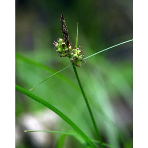 Carex pensylvanica