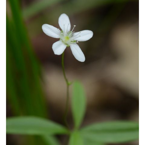 Moehringia lateriflora