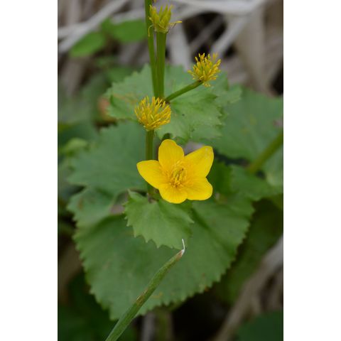 Caltha palustris