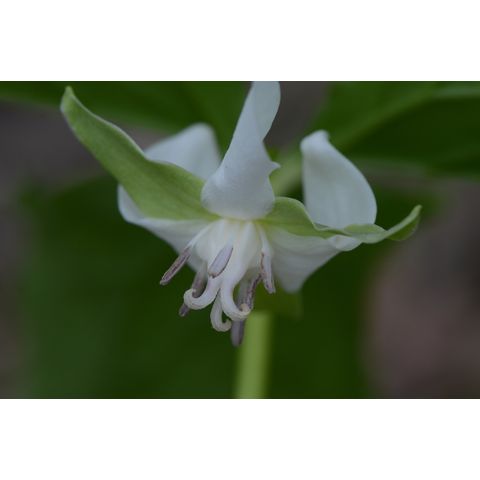 Trillium cernuum