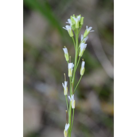 Arabis hirsuta