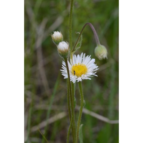 Erigeron glabellus