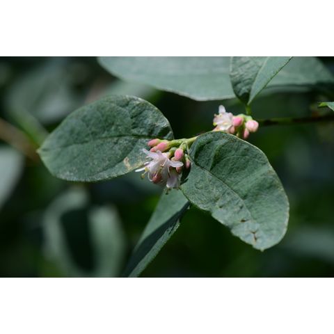 Symphoricarpos occidentalis