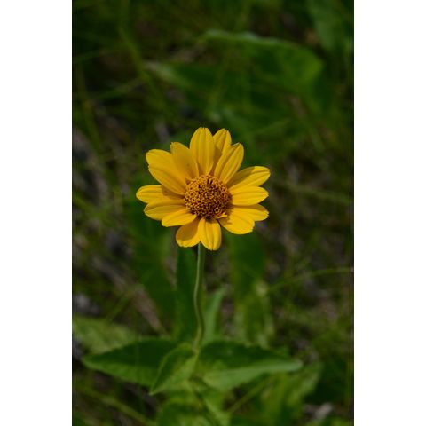 Helianthus strumosus