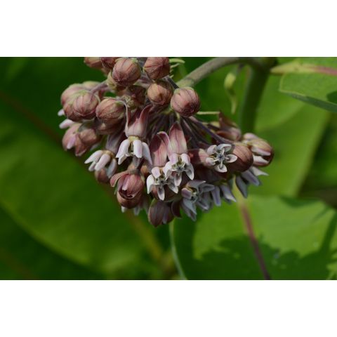 Asclepias syriaca