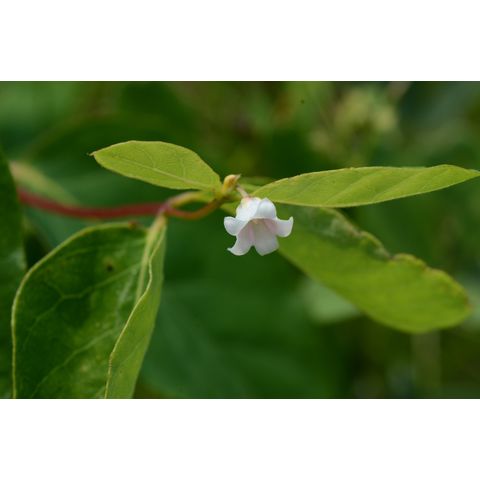 Apocynum androsaemifolium