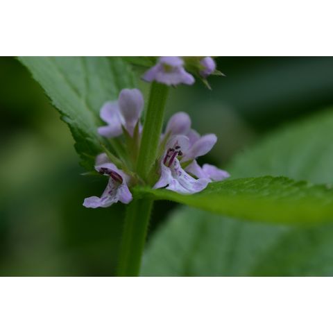 Stachys palustris