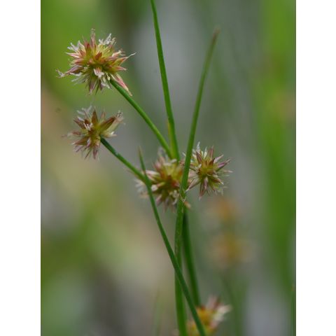 Juncus nodosus