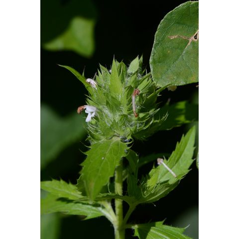 Dracocephalum parviflorum