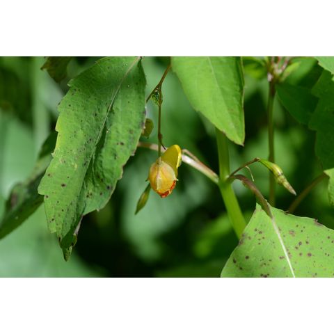 Impatiens capensis