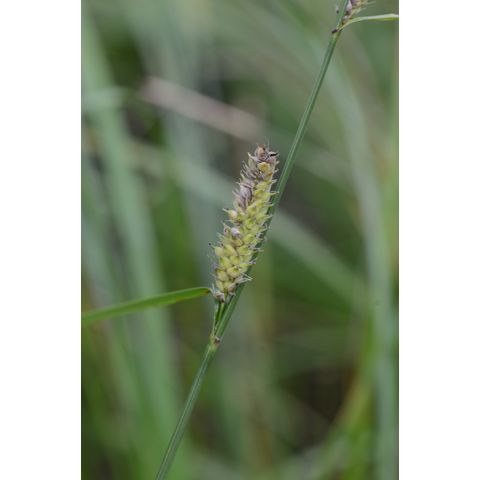Carex pellita