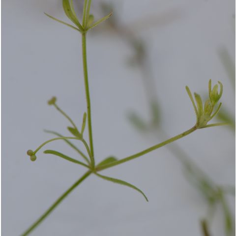 Galium trifidum