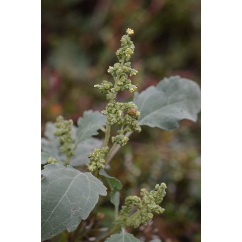 Cyclachaena xanthifolia