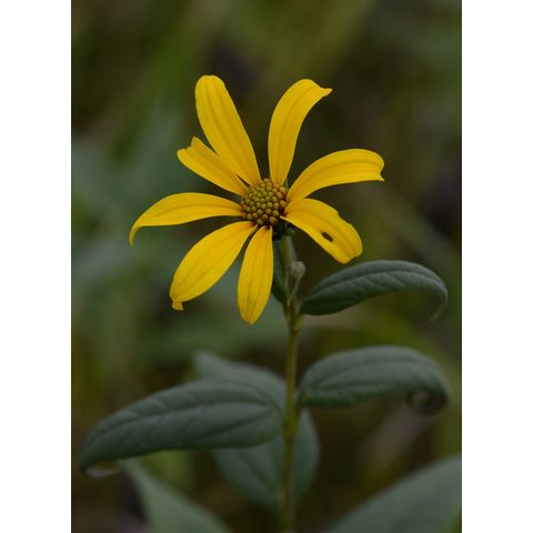 Helianthus maximiliani