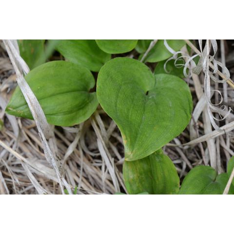 Maianthemum canadense