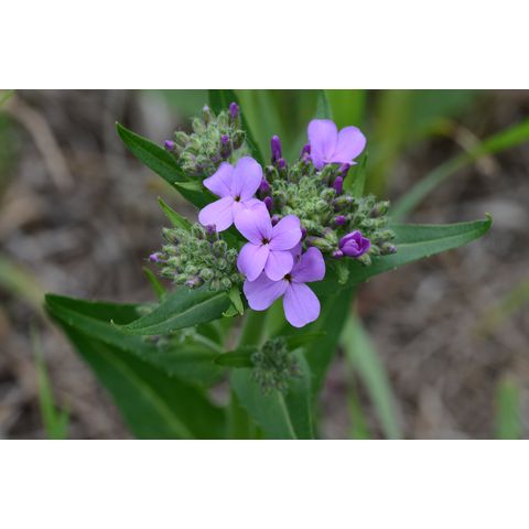 Hesperis matronalis