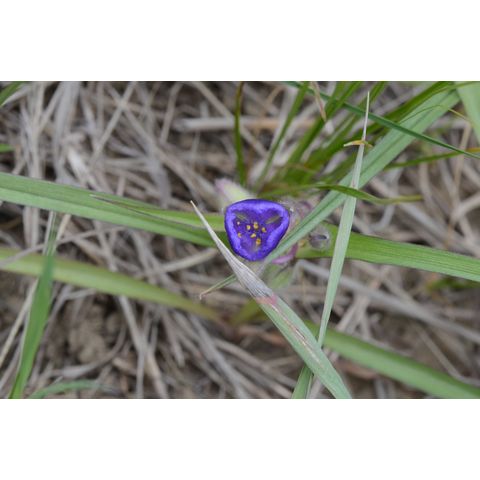 Tradescantia occidentalis