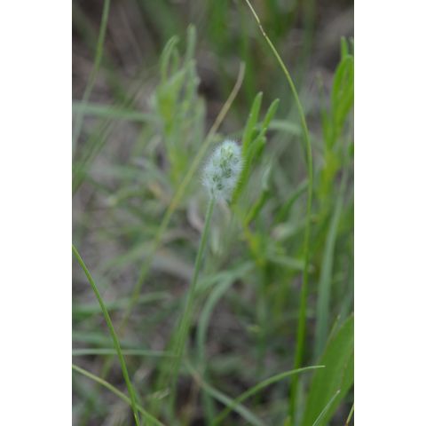 Plantago patagonica