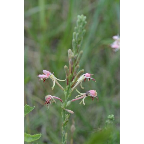 Gaura coccinea