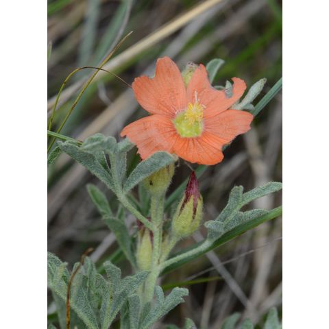 Sphaeralcea coccinea