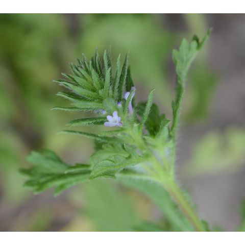 Verbena bracteata