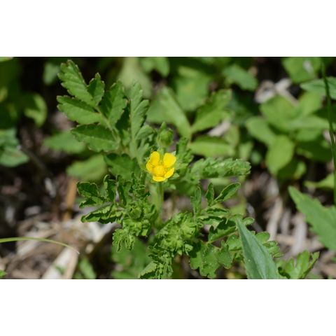 Potentilla paradoxa