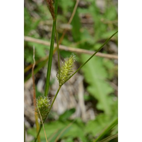 Carex atherodes