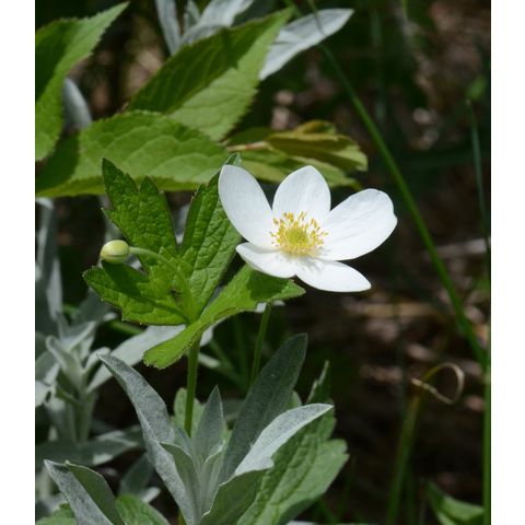 Anemone canadensis