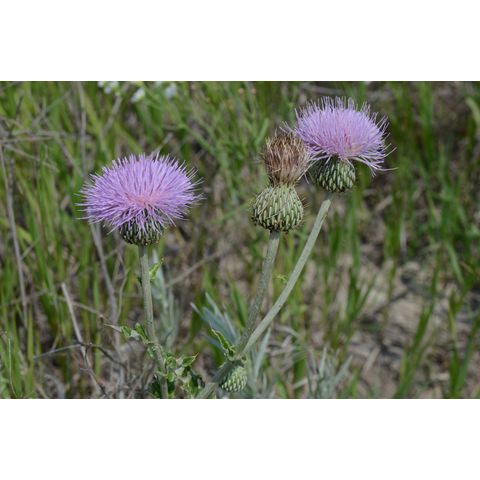 Cirsium flodmanii