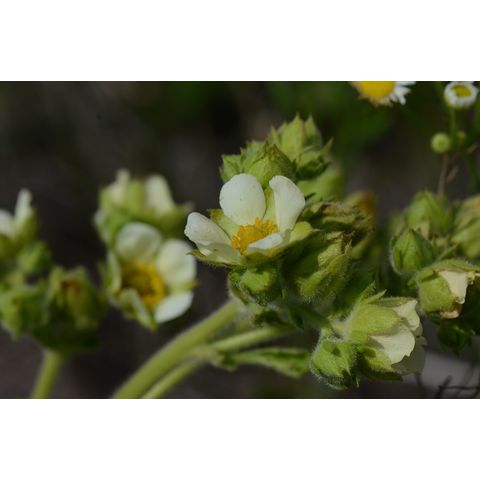 Potentilla arguta