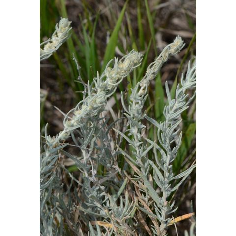 Krascheninnikovia lanata