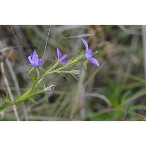 Triodanis leptocarpa