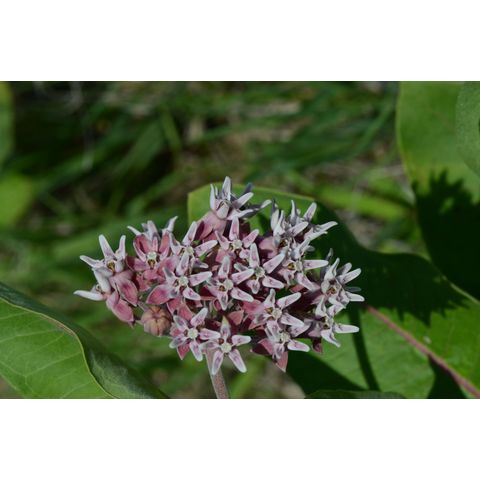 Asclepias speciosa