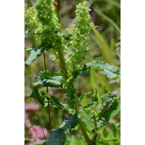 Rumex longifolius