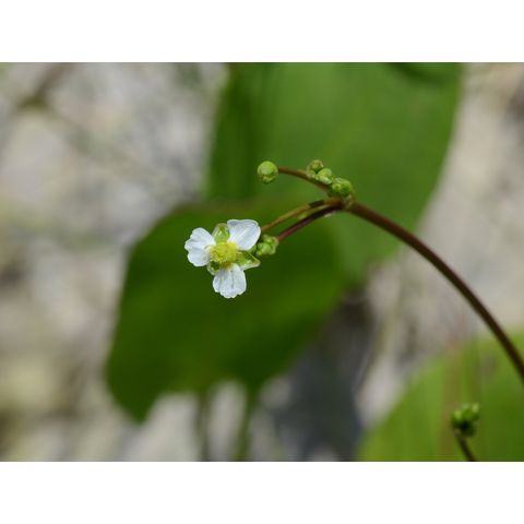 Alisma subcordatum