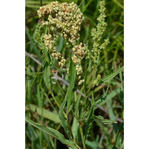 Rumex salicifolius