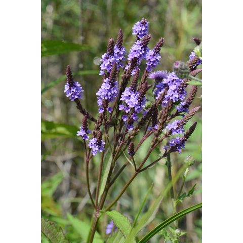 Verbena hastata
