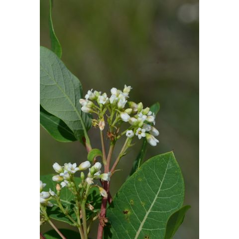 Apocynum cannabinum